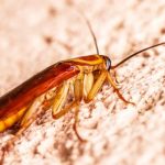home pest control