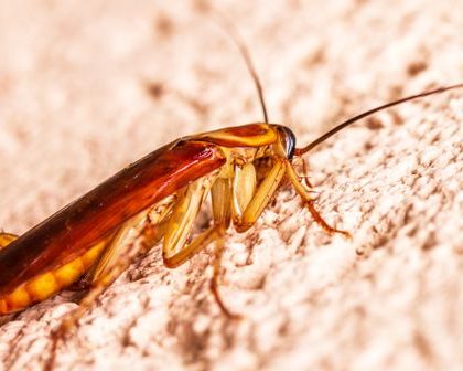 home pest control