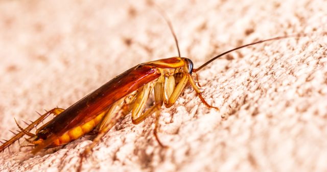 home pest control